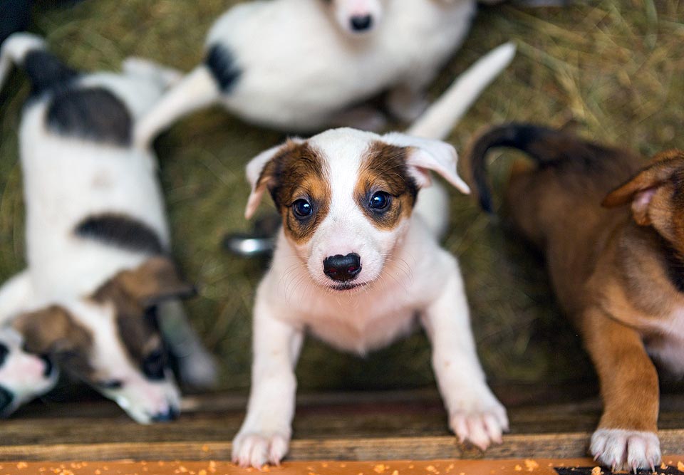 Puppy purchase sales