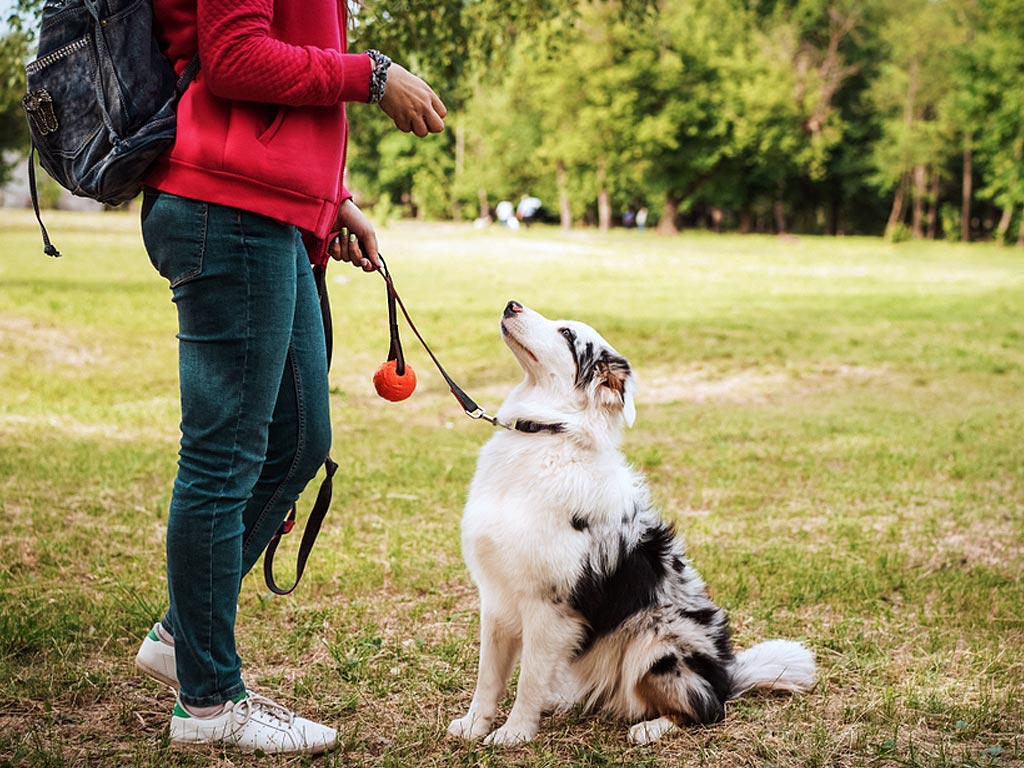 how much does professional dog training cost